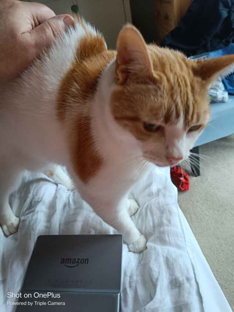 Ginger and white cat resting on a rumpled white bed
