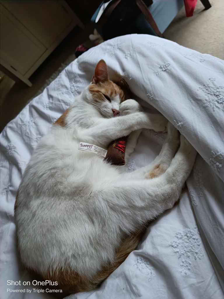 Ginger and white cat resting on a rumpled white bed