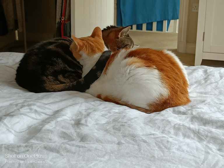 Two cats, one black, one ginger and white, curled together on white bedding
