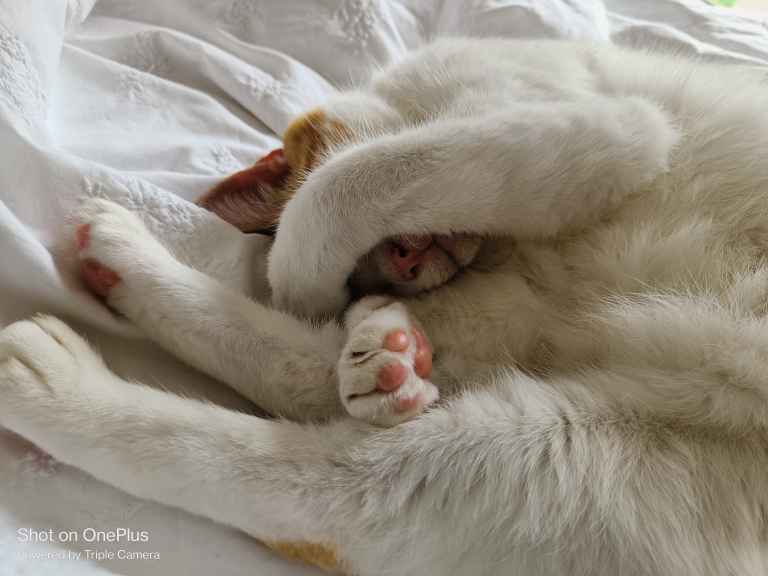 Ginger and white cat curled up asleep on white bedding, face hidden by paws
