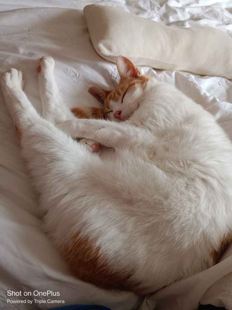 Ginger and white cat curled up sleeping on white bedding