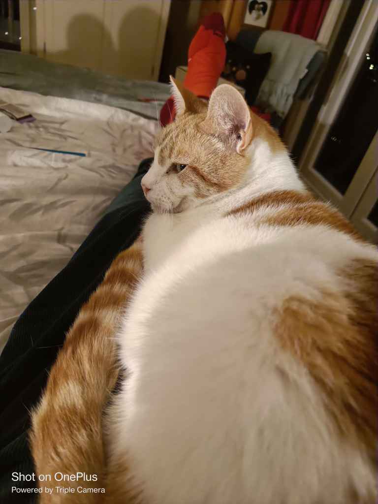 Ginger and white cat resting on a person's lap