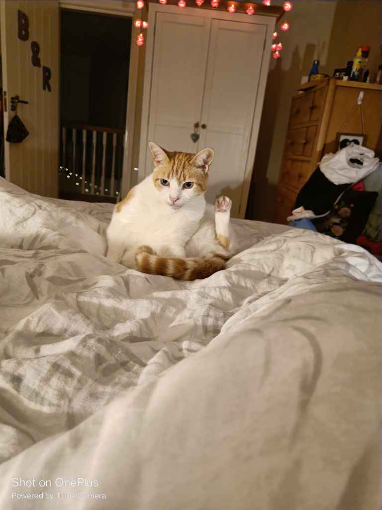 Ginger and white cat sitting on a rumpled white bed