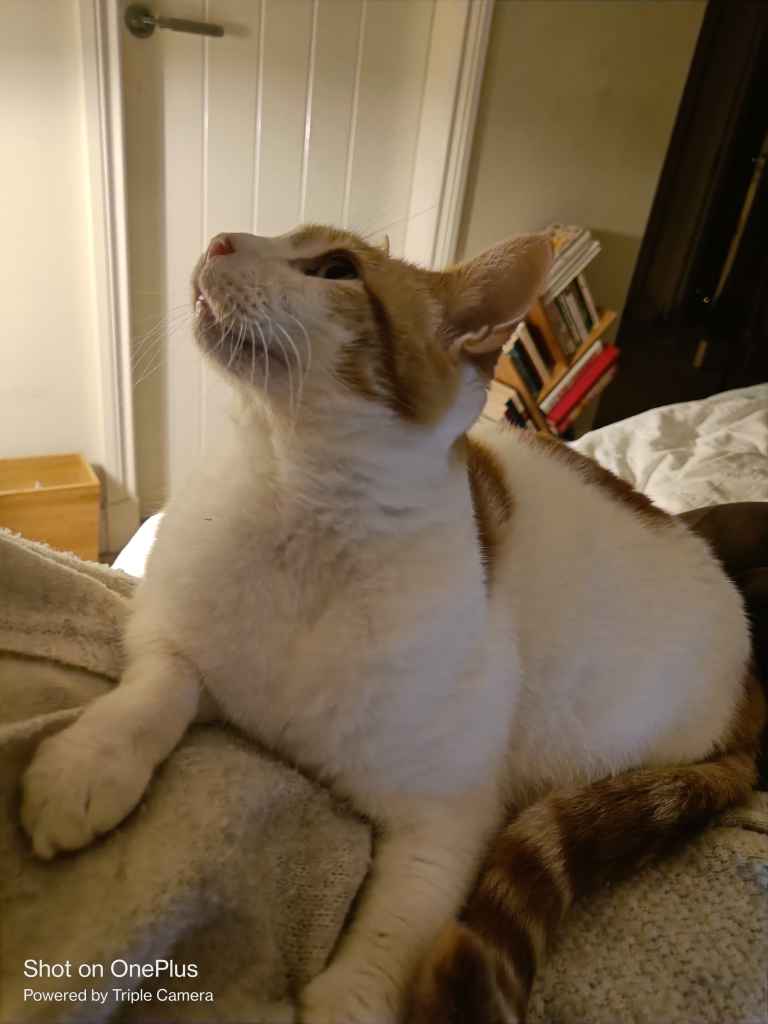 Ginger and white cat looking up from a blanket