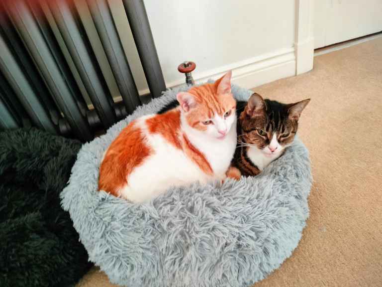 Two cats, one ginger and white, one tabby, sitting together in grey fluffy cat bed