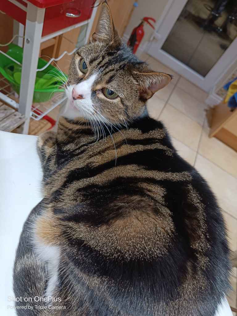 Cat resting by a decorated Christmas tree near a window