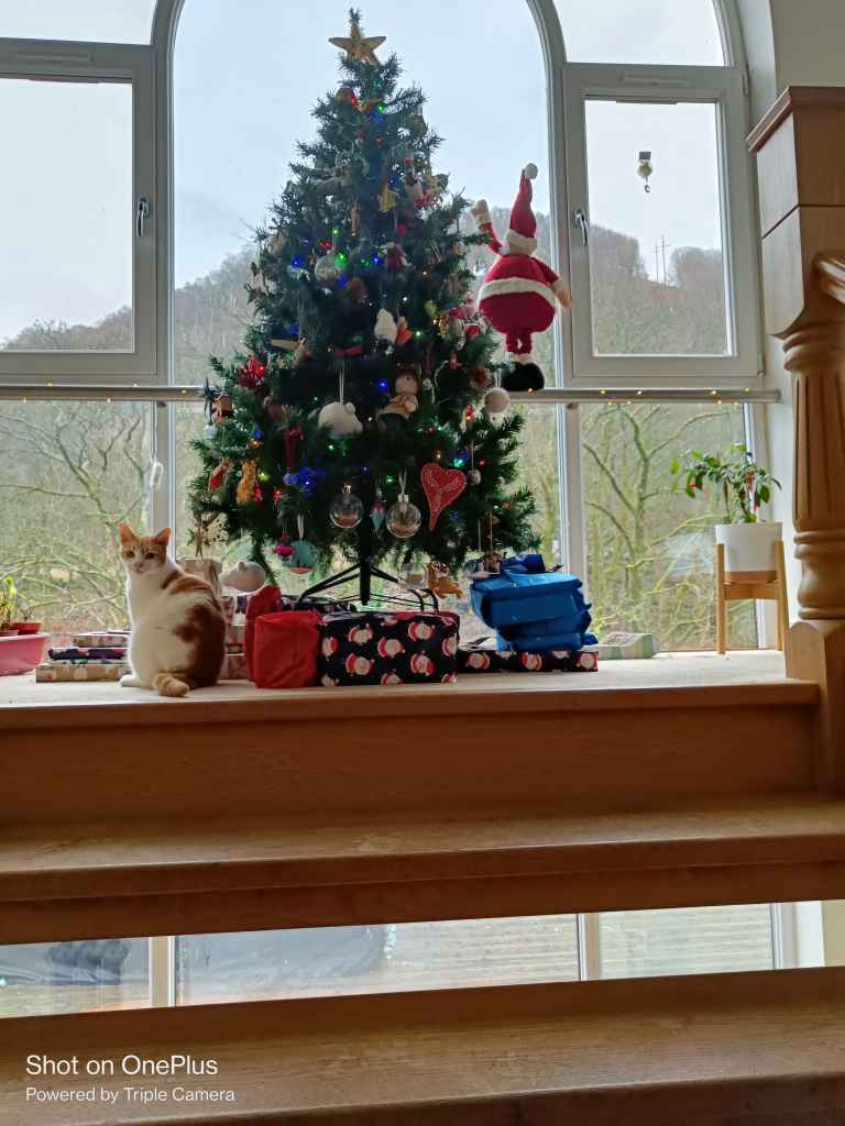Cat resting by a decorated Christmas tree near a window