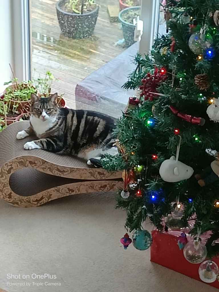 Cat resting by a decorated Christmas tree near a window