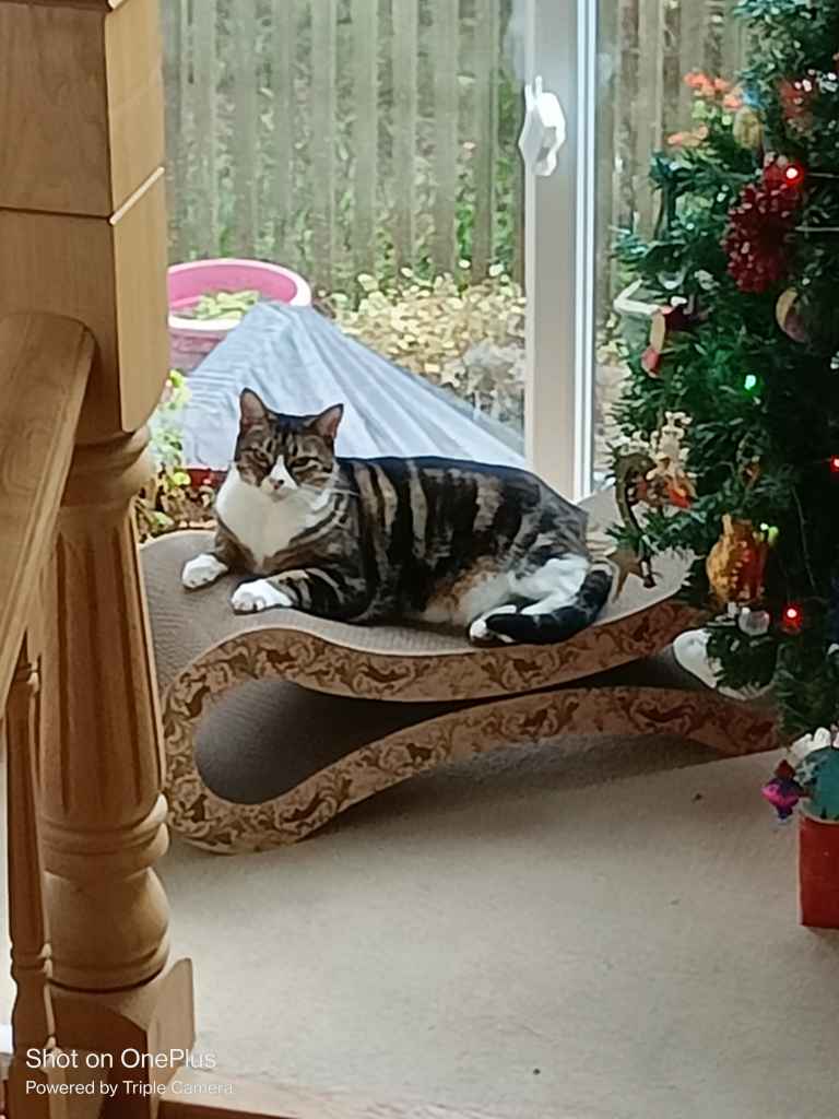 Cat resting by a decorated Christmas tree near a window