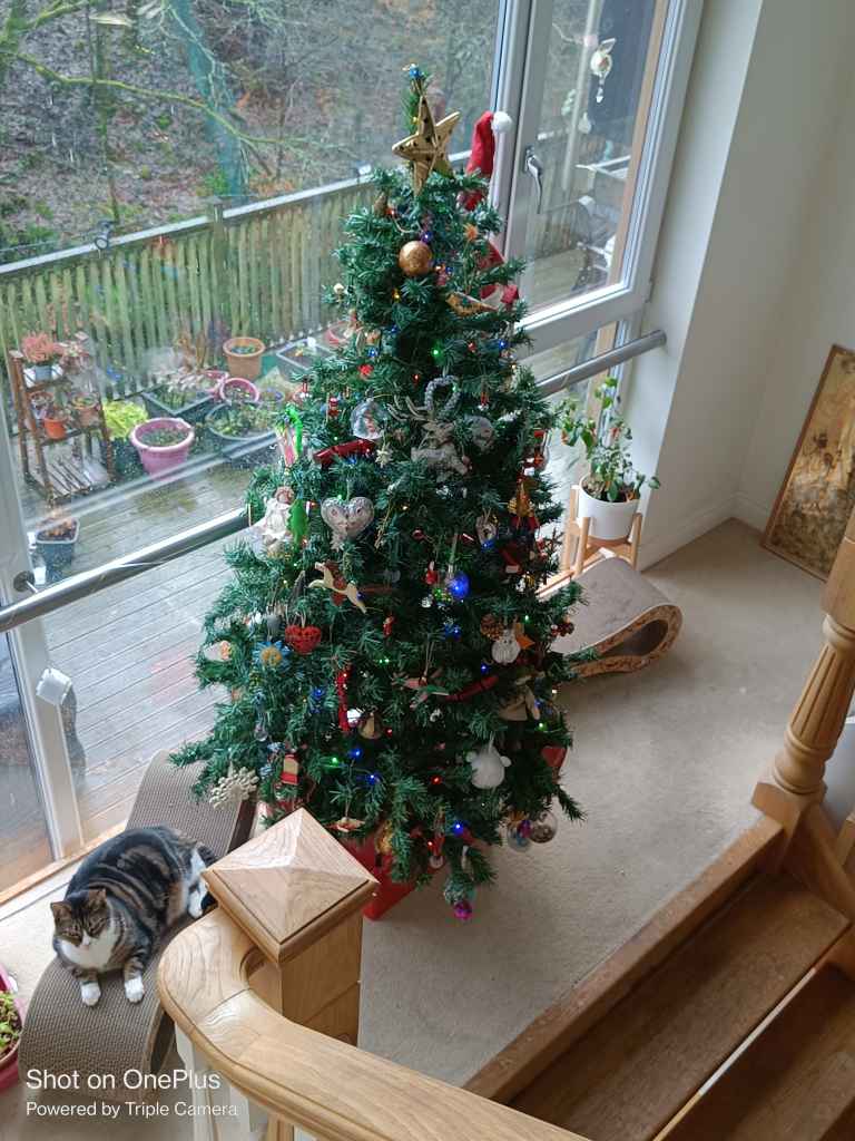 Cat resting by a decorated Christmas tree near a window