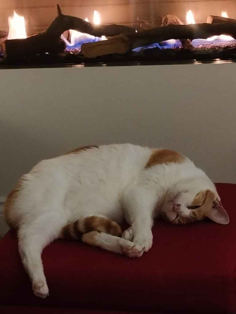 Cat resting by a decorated Christmas tree near a window