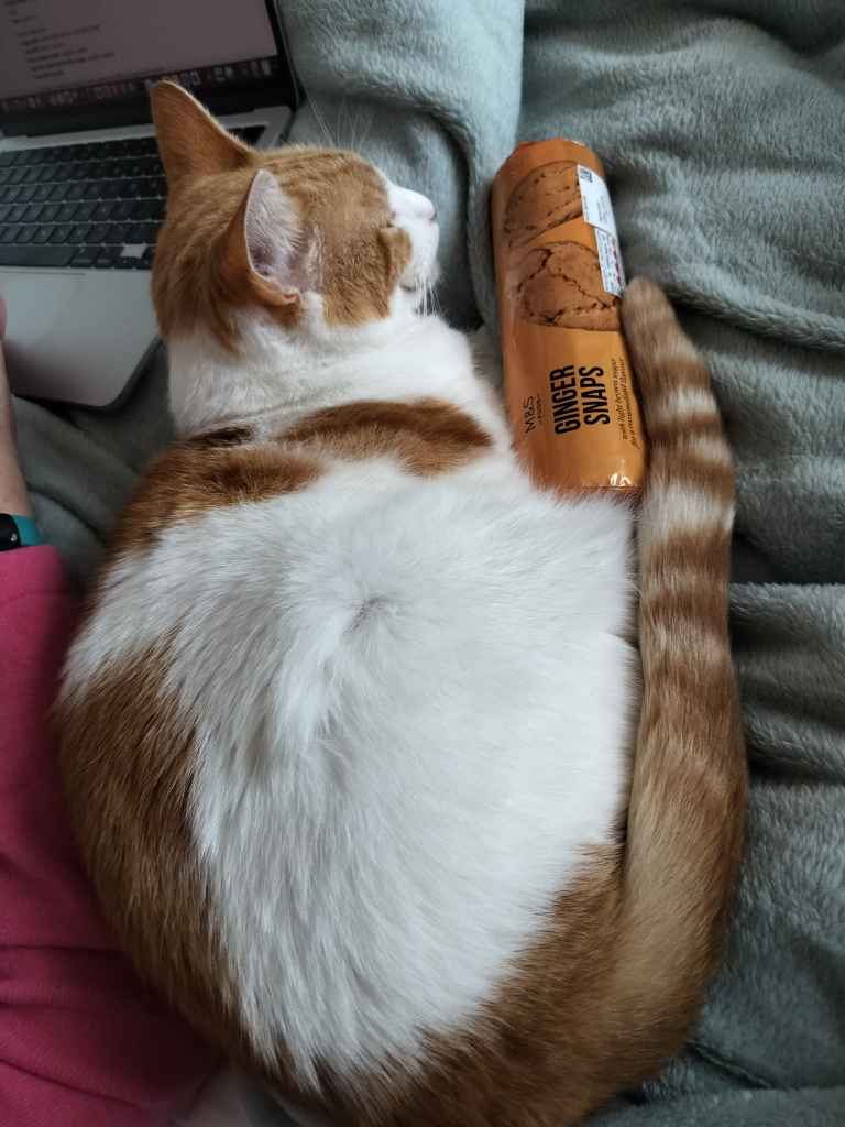 Ginger and white cat curled up beside a packet of M&S Ginger Snaps on grey blanket