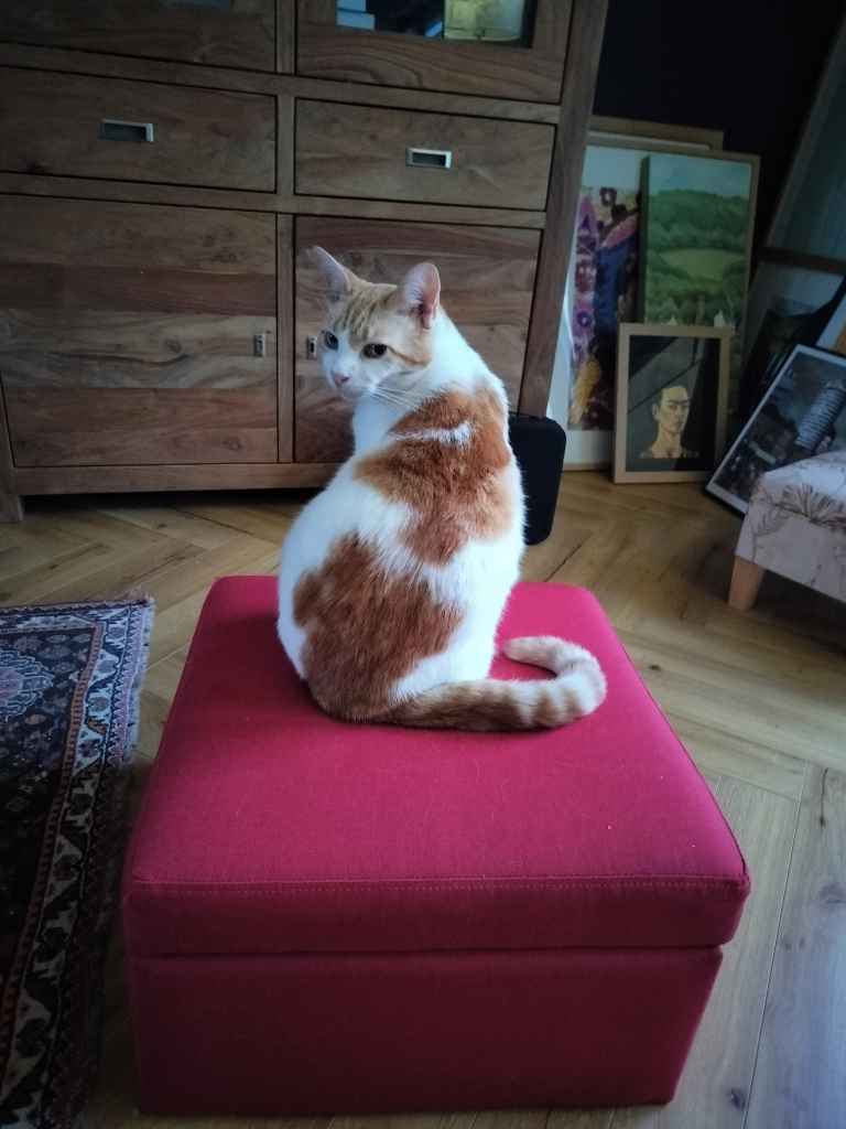 Ginger and white cat resting near ginger snap cookies and a laptop