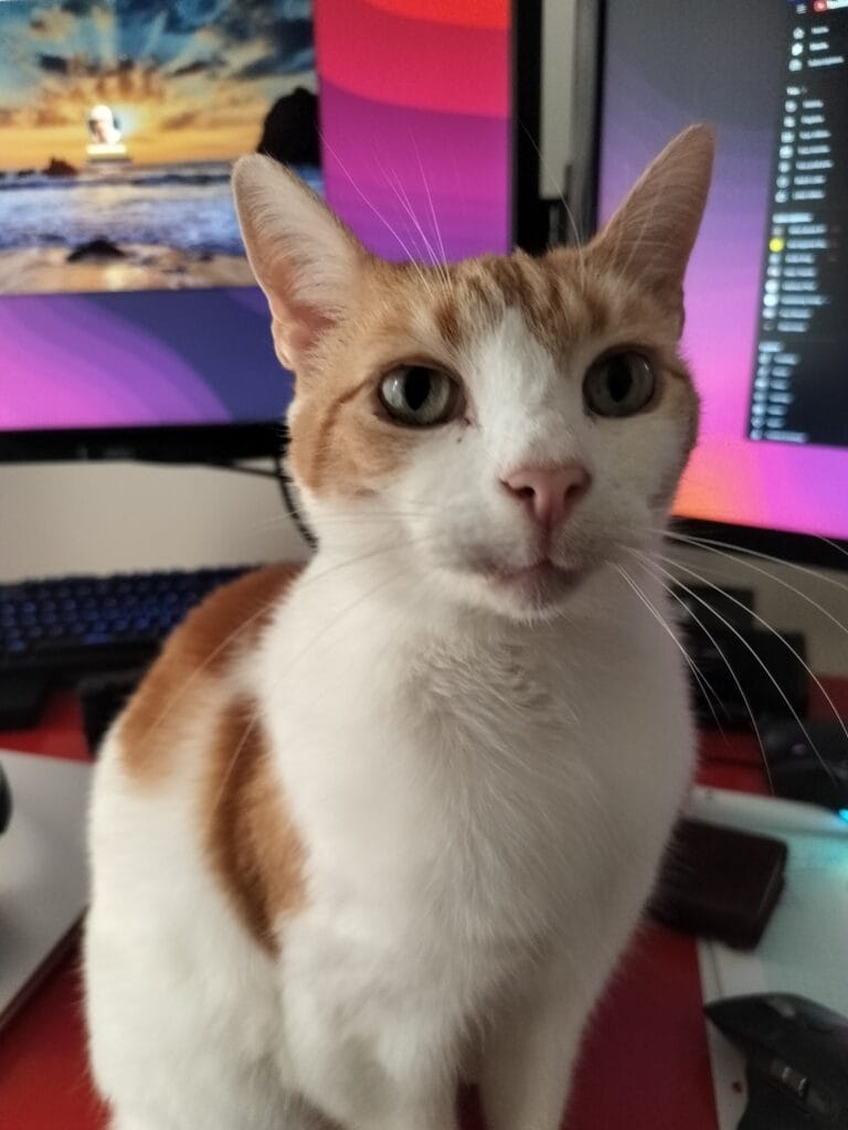 Ginger and white cat sitting on a desk in front of two monitors