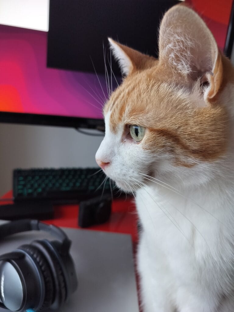 Ginger and white cat staring directly at the camera at a desk