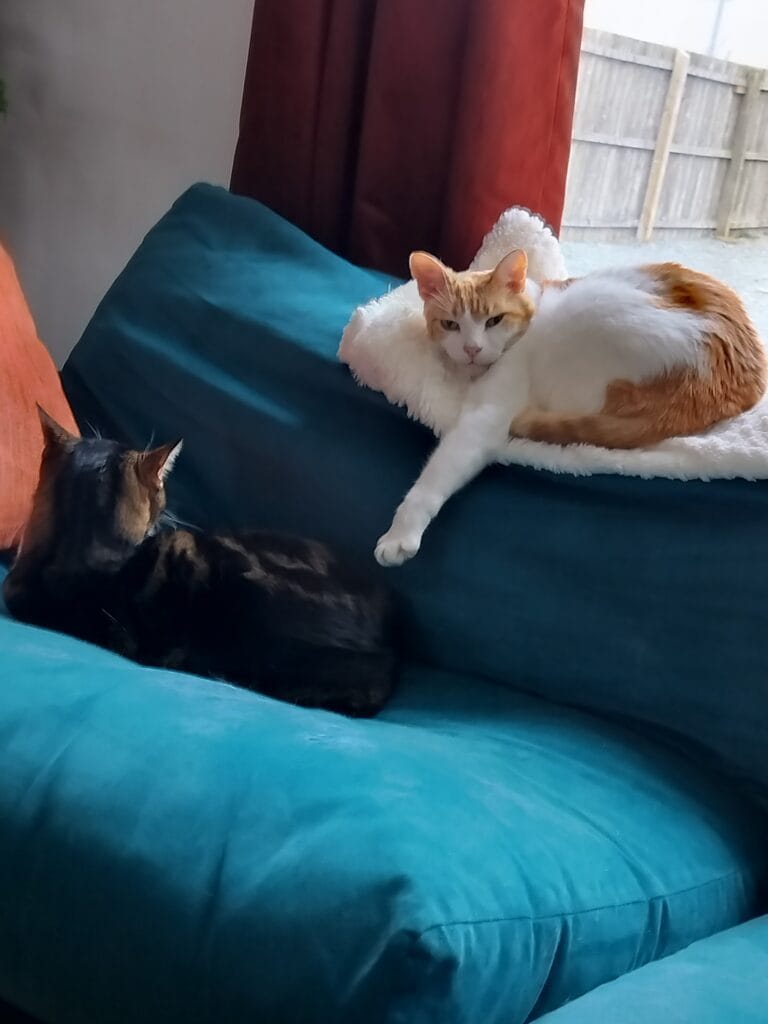 Two cats on a teal sofa, one ginger and white lying on a fleece mat on the backrest, one dark tortoiseshell curled on the seat cushion