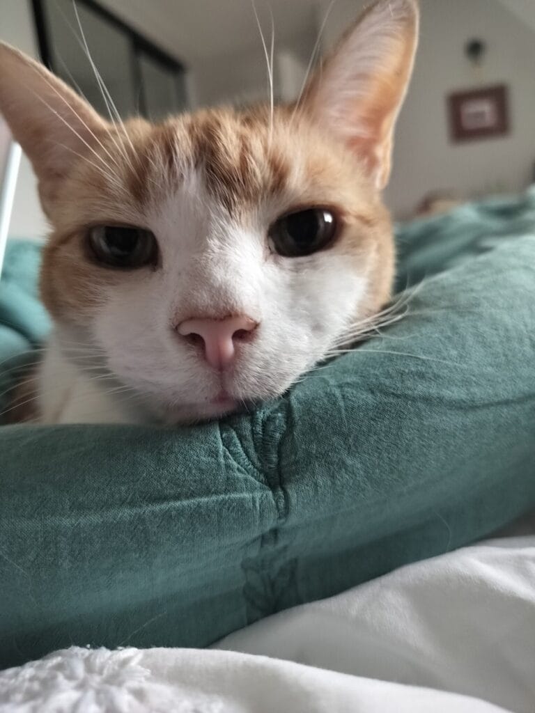 Ginger and white cat resting chin on teal pillow, facing camera