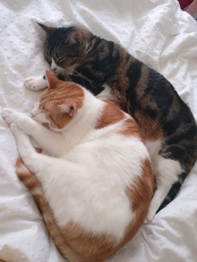 Two cats sleeping curled up together on a white blanket