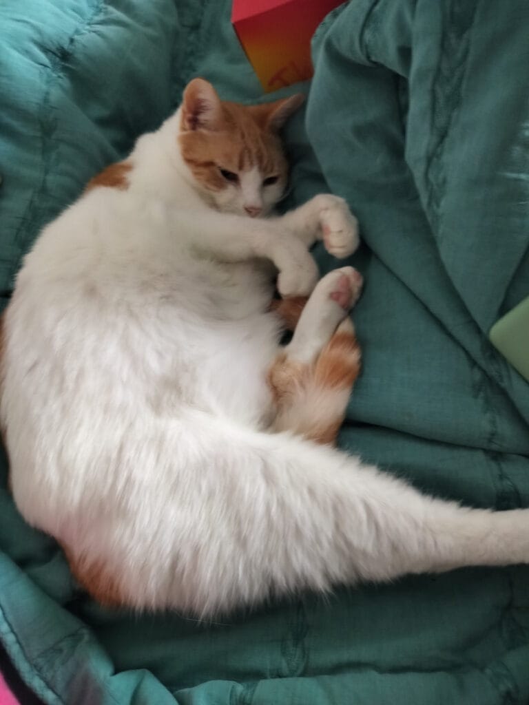 A ginger and white cat lies in a curled pose on a rumpled teal comforter