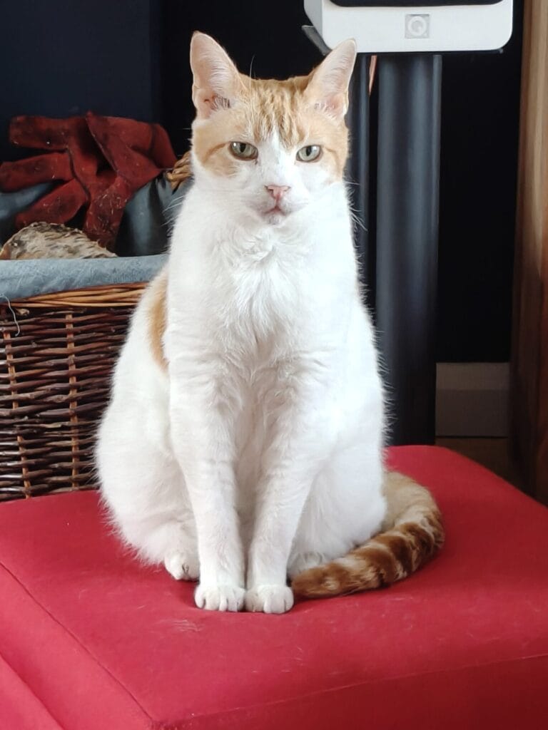 Ginger and white cat sitting upright on a red cushion, facing forward, tail curled beside paws, wicker basket behind