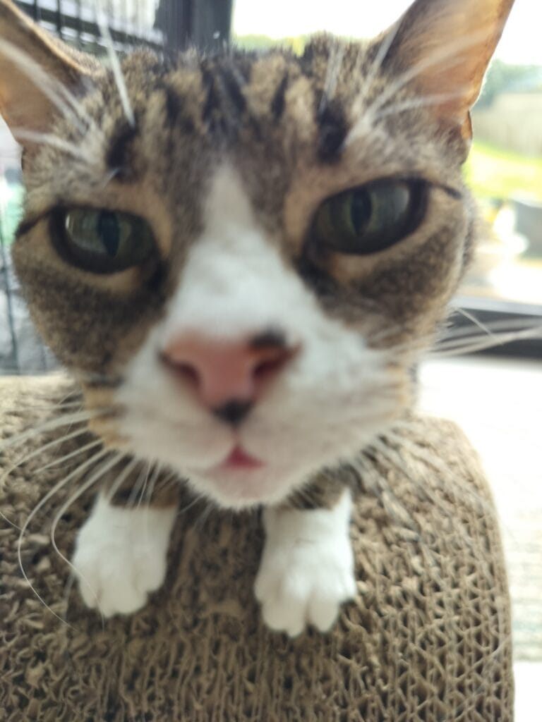 Nice blurry closeup of Gilbert the black and brown tabby cat