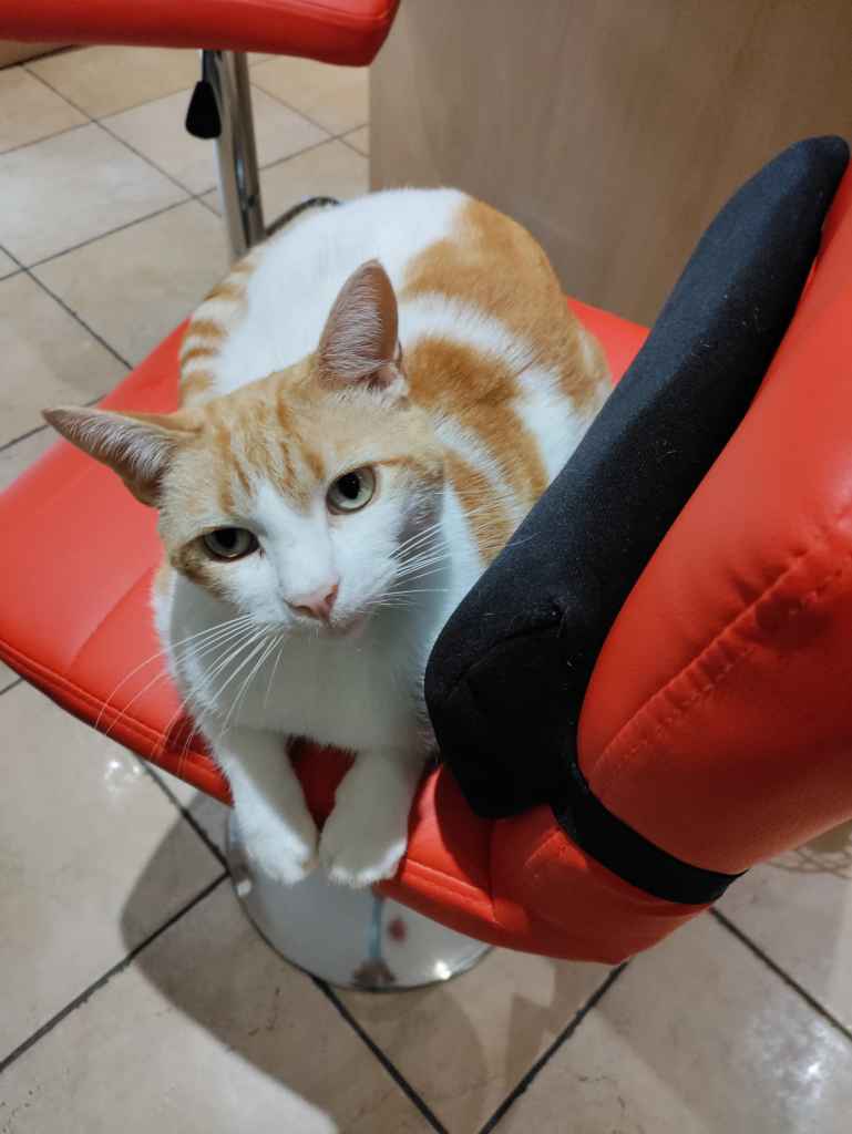 Ginger and white cat seated on a red chair with a black armrest