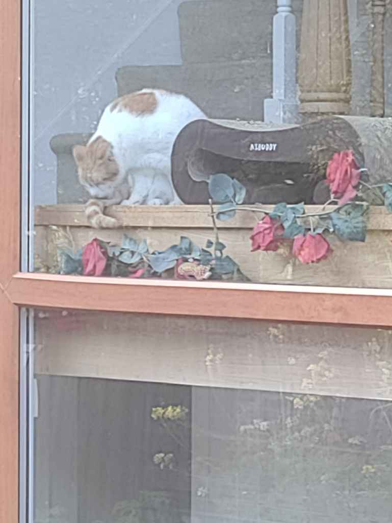Ginger and white cat resting on a red chair with a black cushion