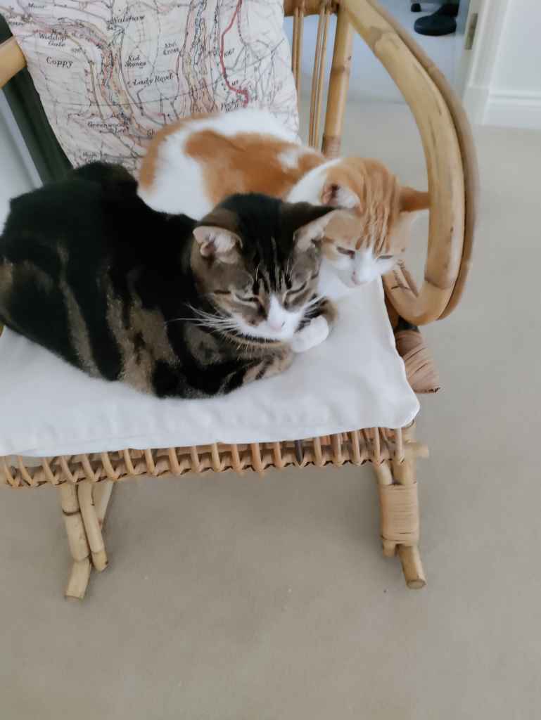 Two cats, one tabby and white, one ginger and white, curled together on wicker chair cushion