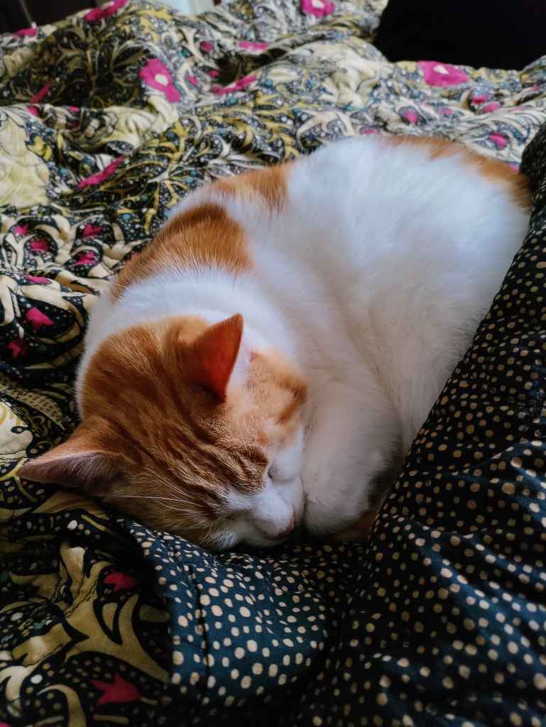 Tabby cat curled up sleeping on a floral patterned blanket