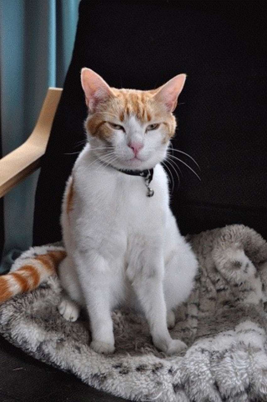 Ginger and white cat sitting upright on a fluffy blanket, eyes narrowed, wearing a black collar with a small bell. The ginger cap on the head is clearly outlined; the body is white.