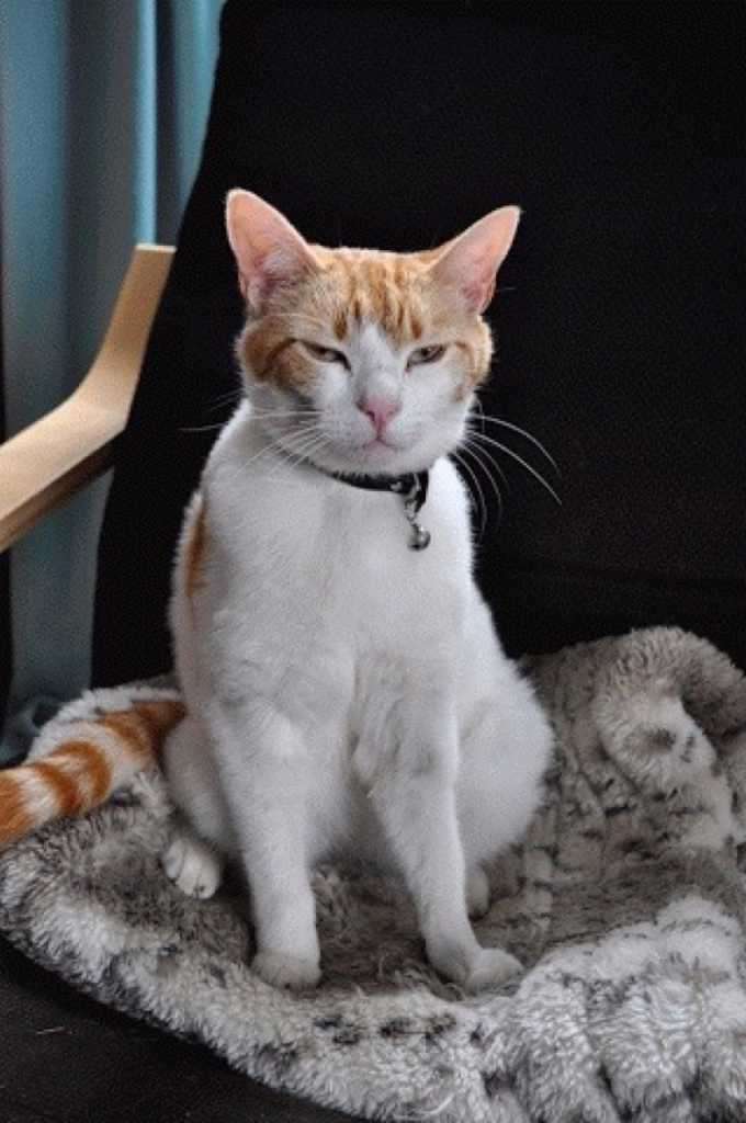 Ginger and white cat with a grumpy expression sits on a blanket