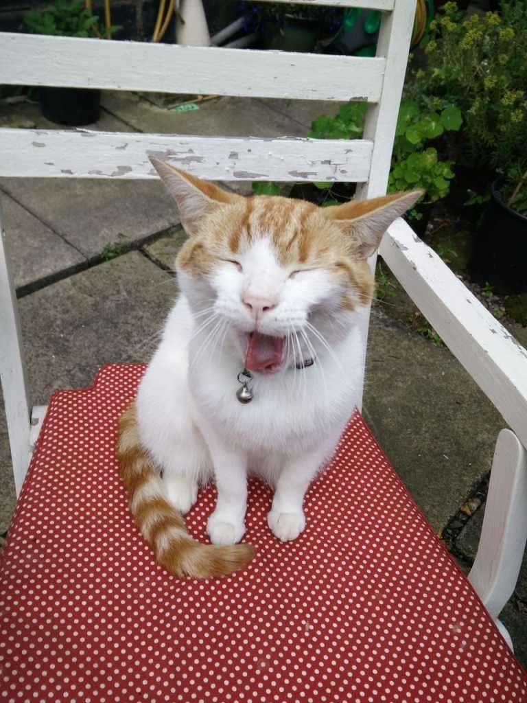 Ginger and white cat yawning on a red polka dot chair