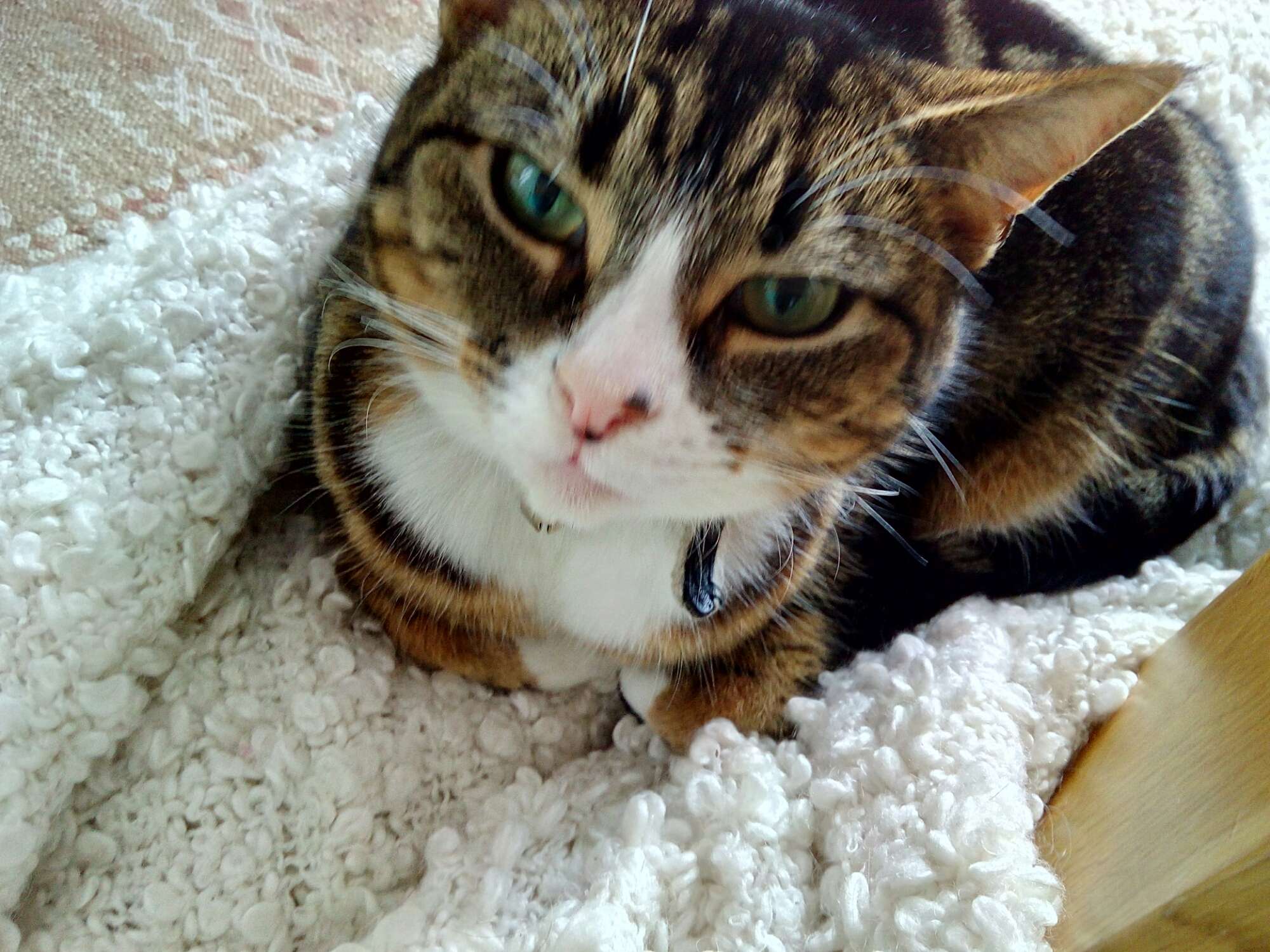 Tabby cat with green eyes resting on a fluffy white blanket