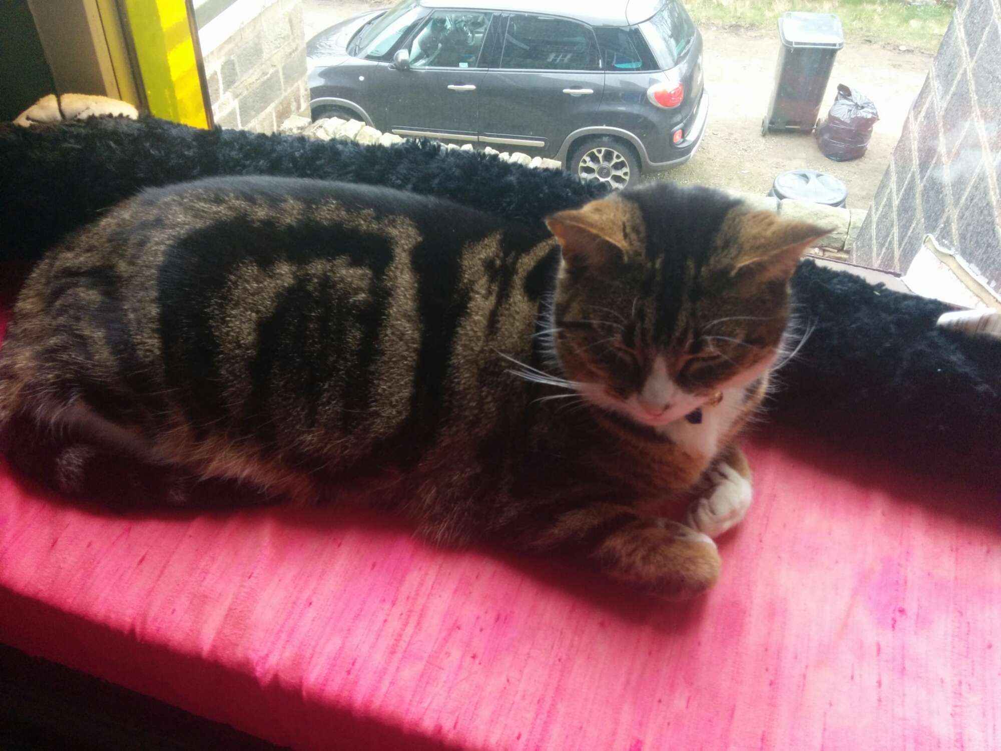 Tabby cat sleeping on a pink cushion by a window