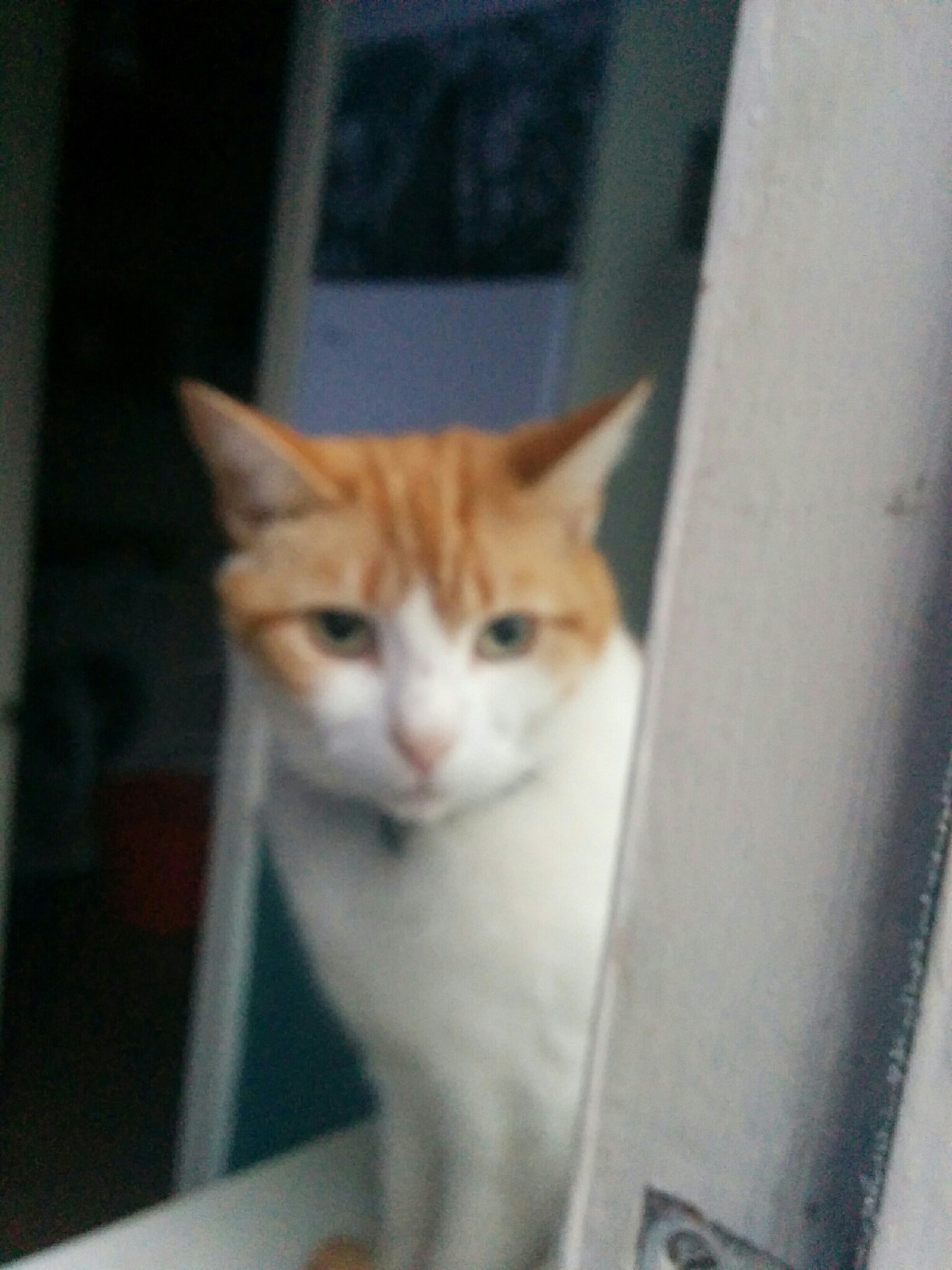 Ginger and white cat peeking through a doorway