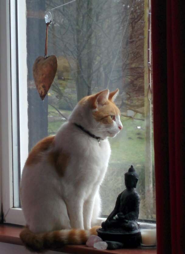 Ginger and white cat sitting by a window beside a Buddha statue