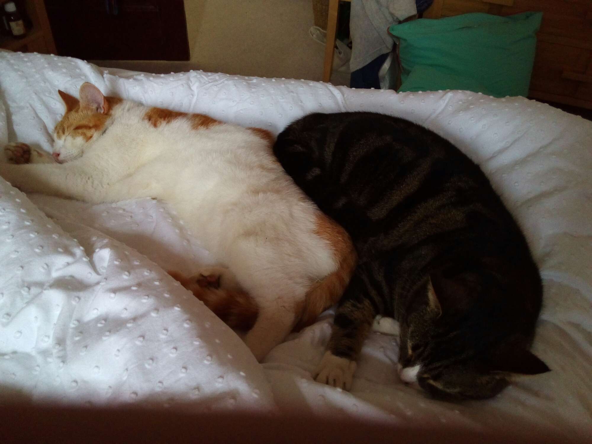 Two cats sleeping together on a white textured blanket