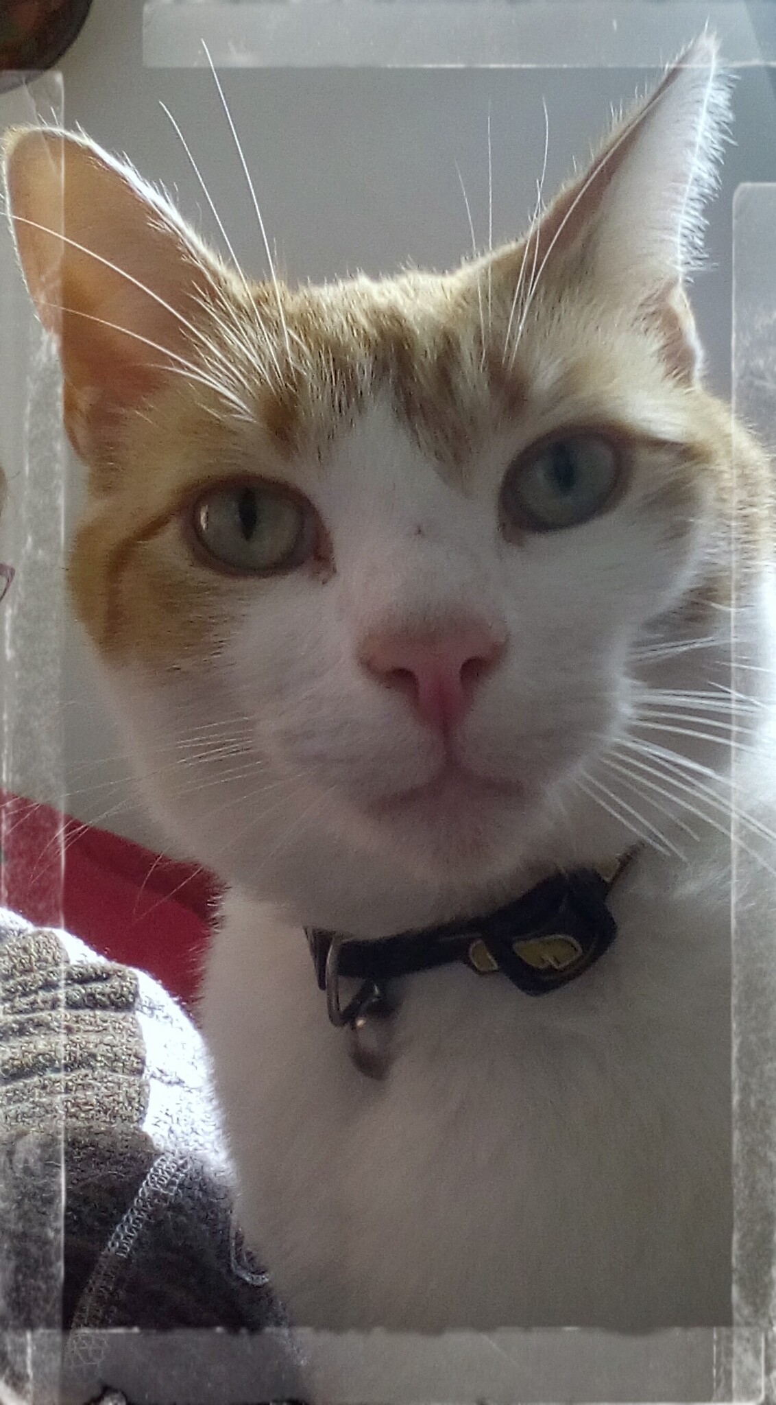Close-up of a ginger and white cat wearing a dark collar