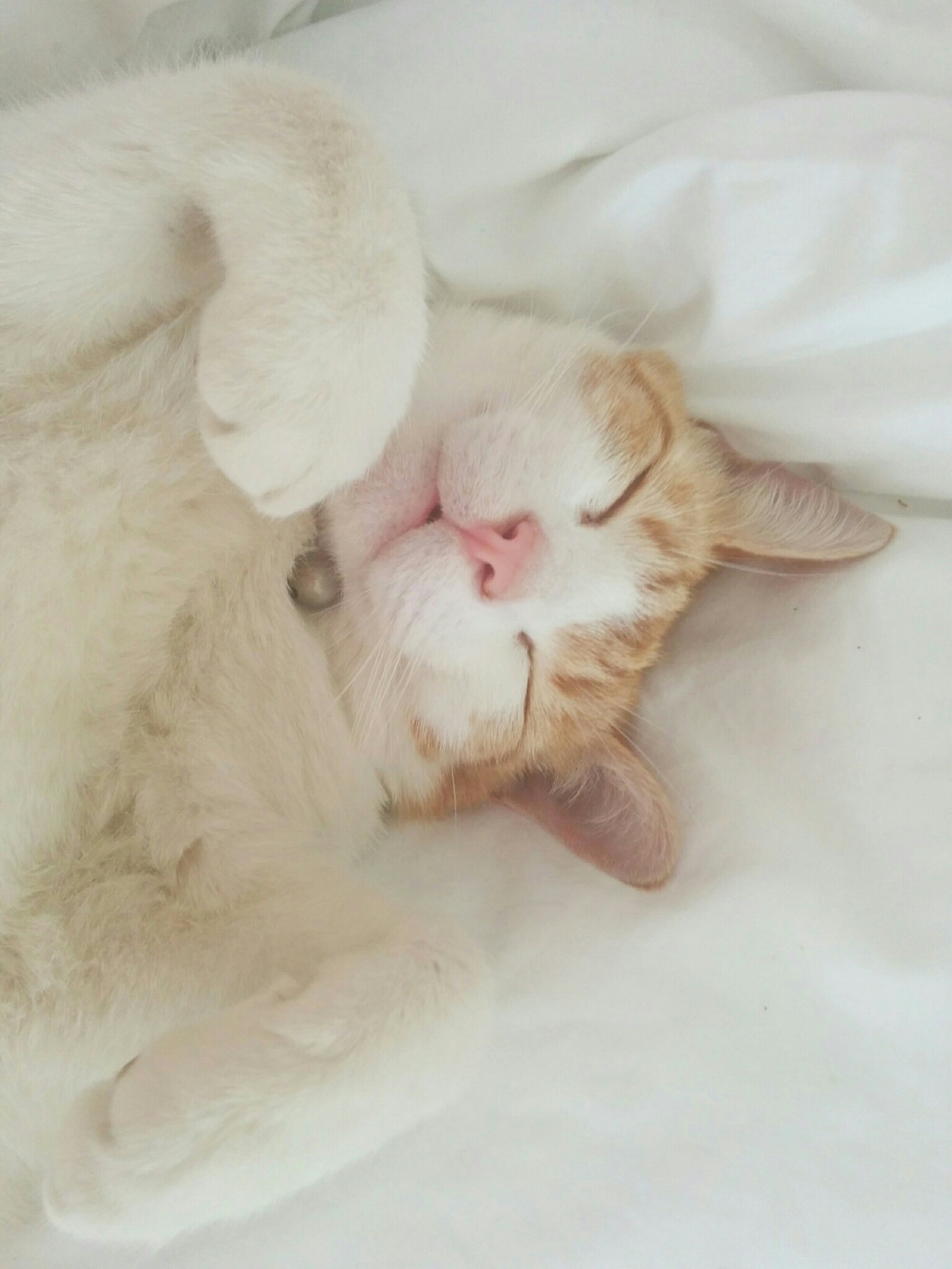 Ginger and white cat sleeping on its back on white sheets