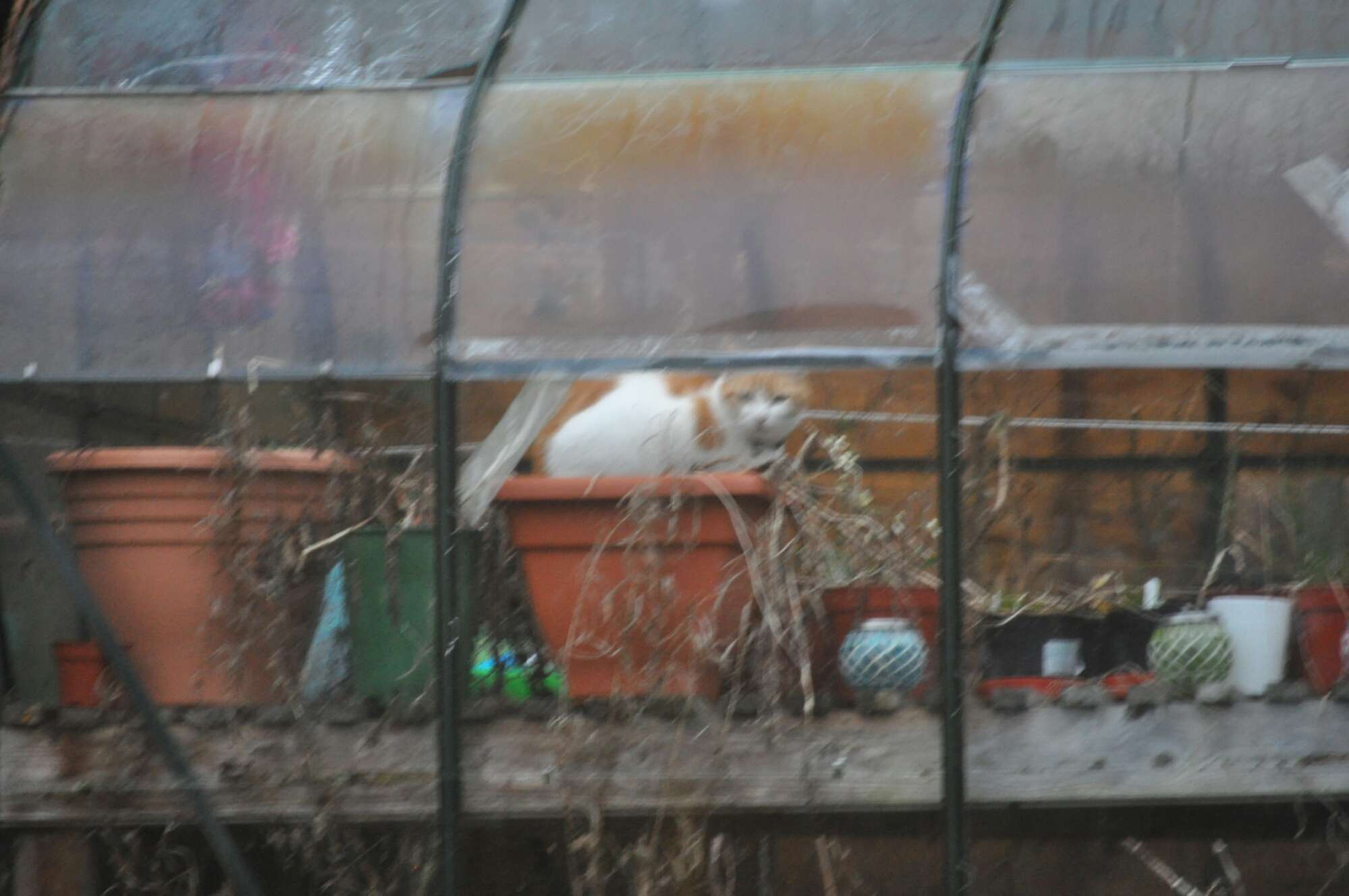 Two cats among flowerpots inside a greenhouse