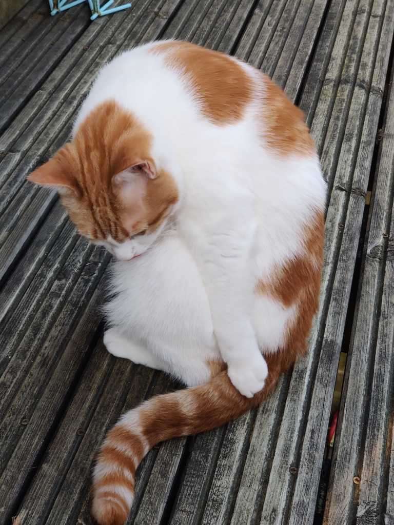 Ginger and white cat curled up grooming on a wooden deck