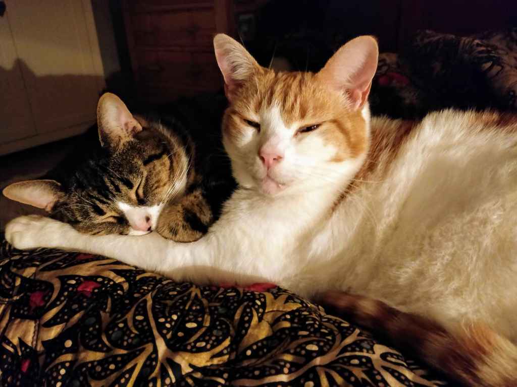 Two cats sleeping together on a patterned blanket