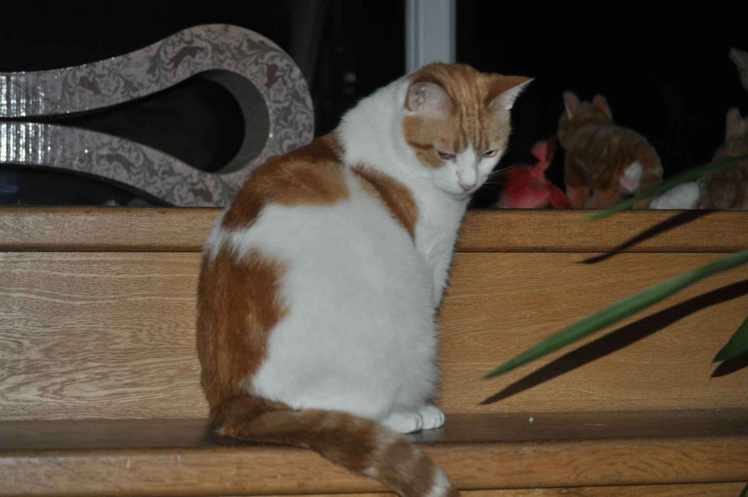 Ginger and white cat sitting on wooden steps with decorative object