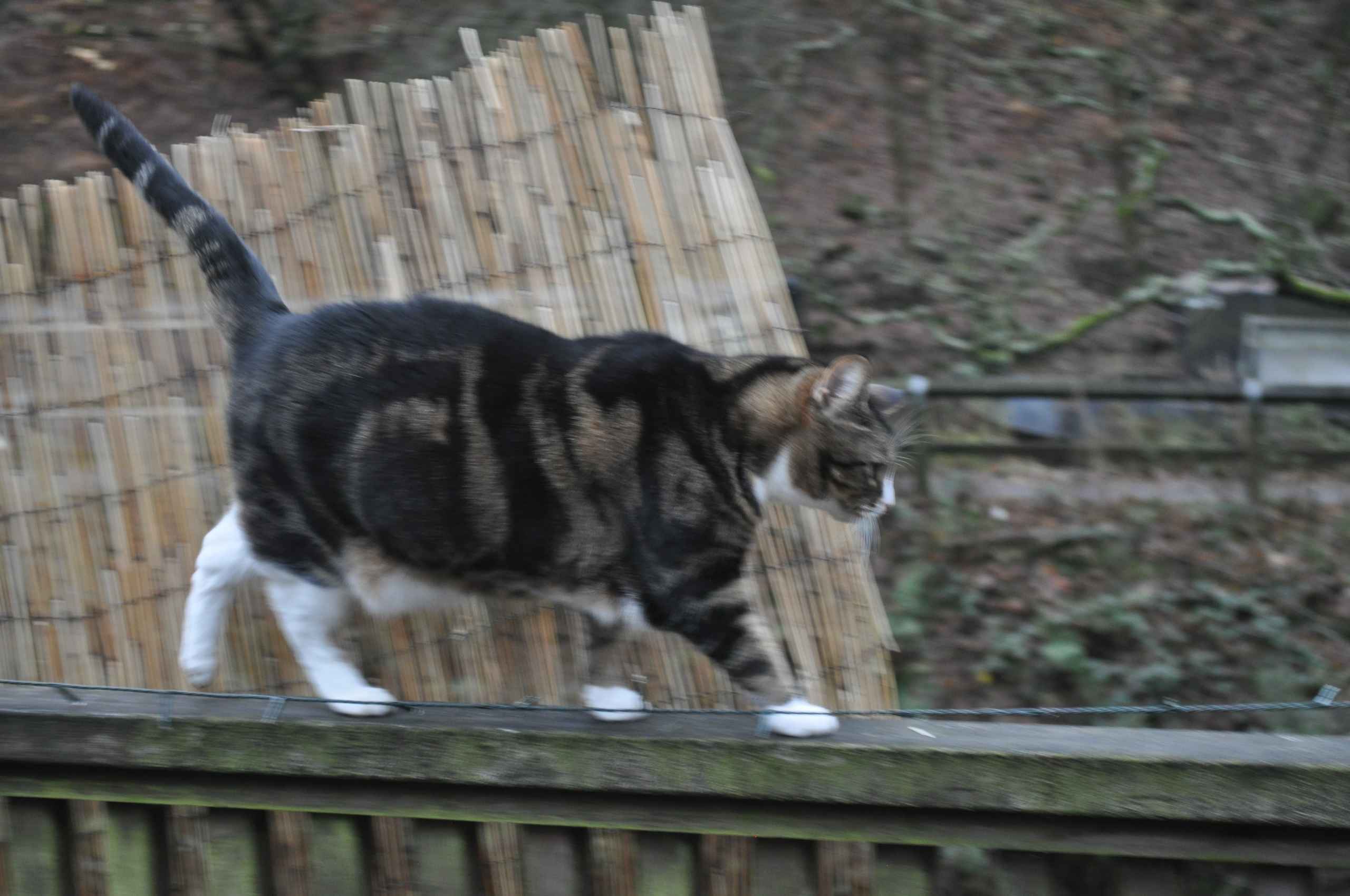 Tabby cat with white paws walks on a wooden fence