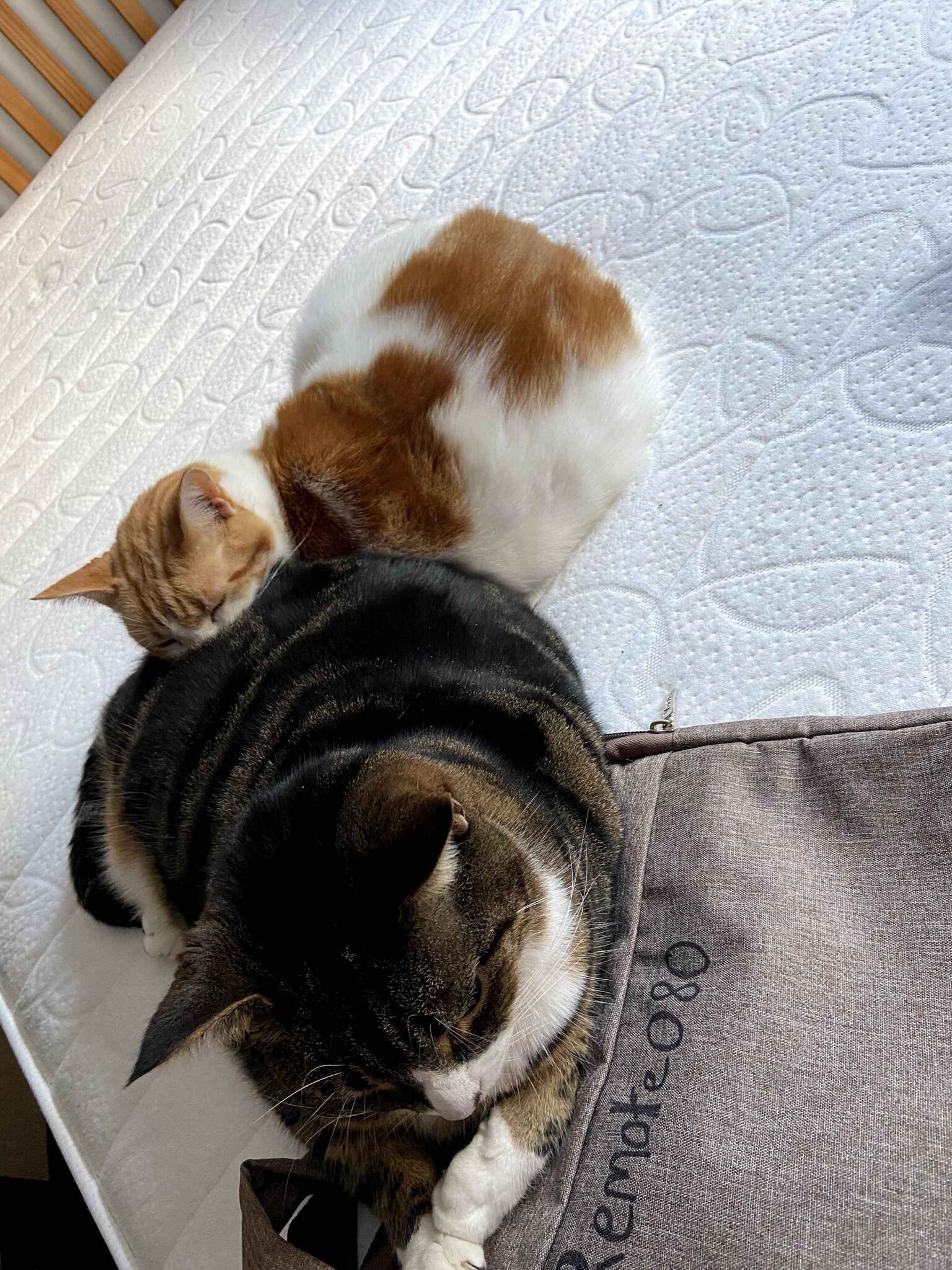 Two cats sleeping on a mattress with a bag