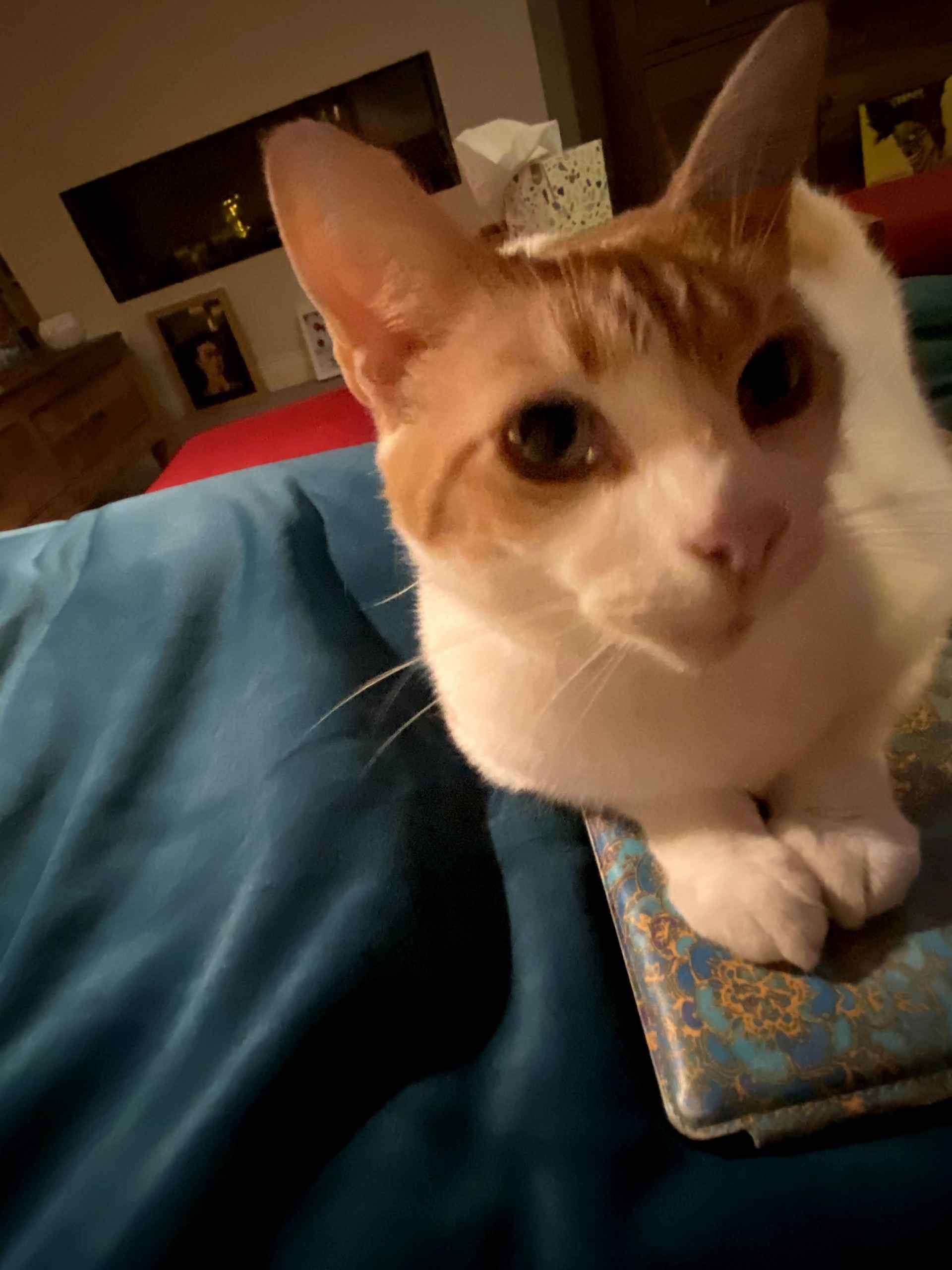 Ginger and white cat rests paws on a patterned book