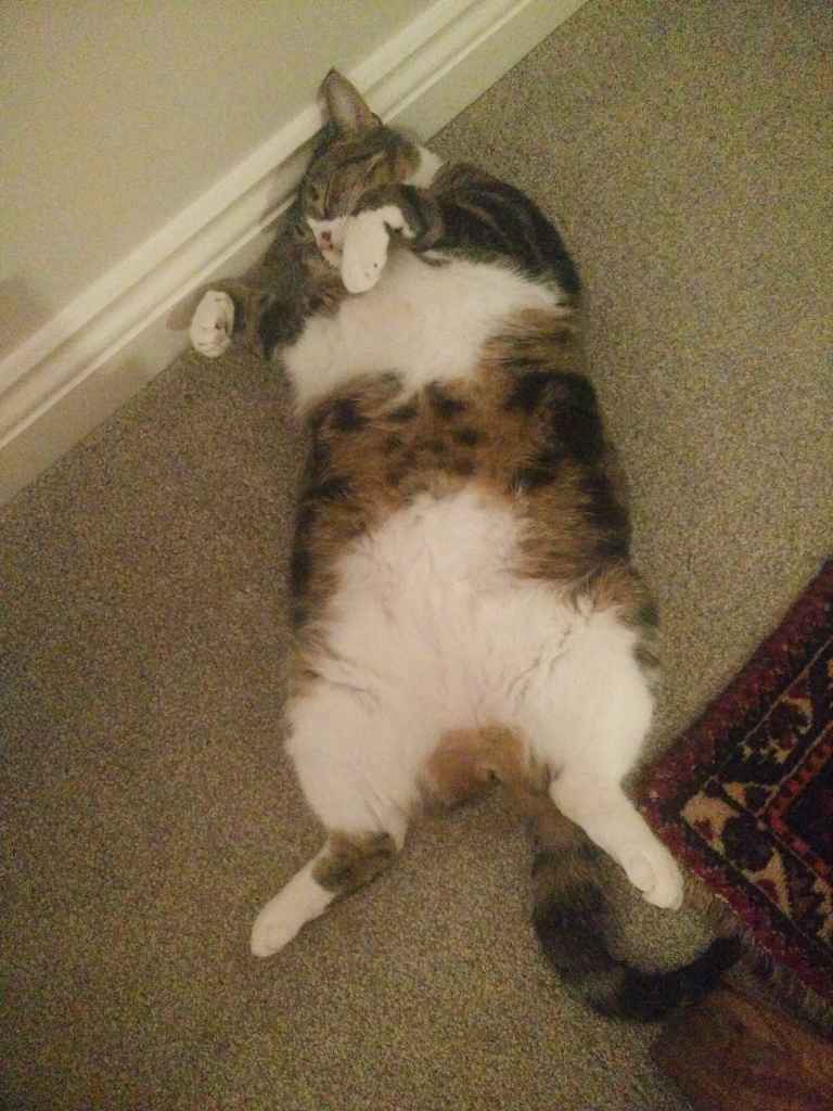 Cat sleeping on its back with paws in the air
