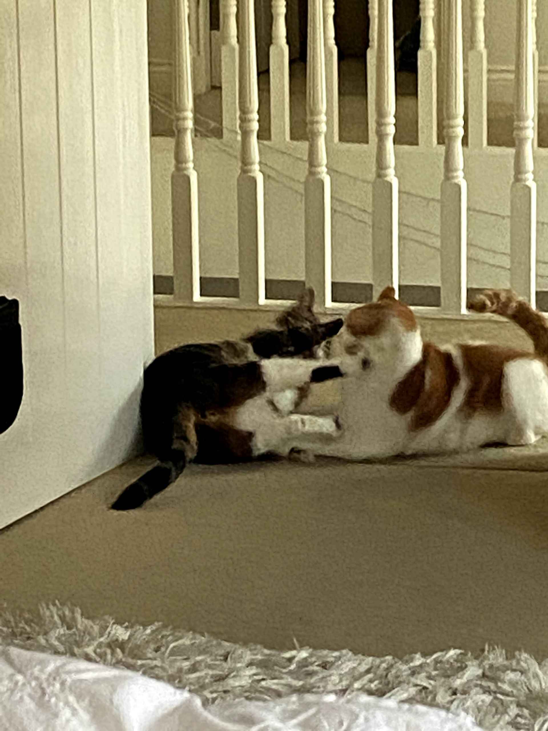 Two cats facing off playfully on a bedroom floor