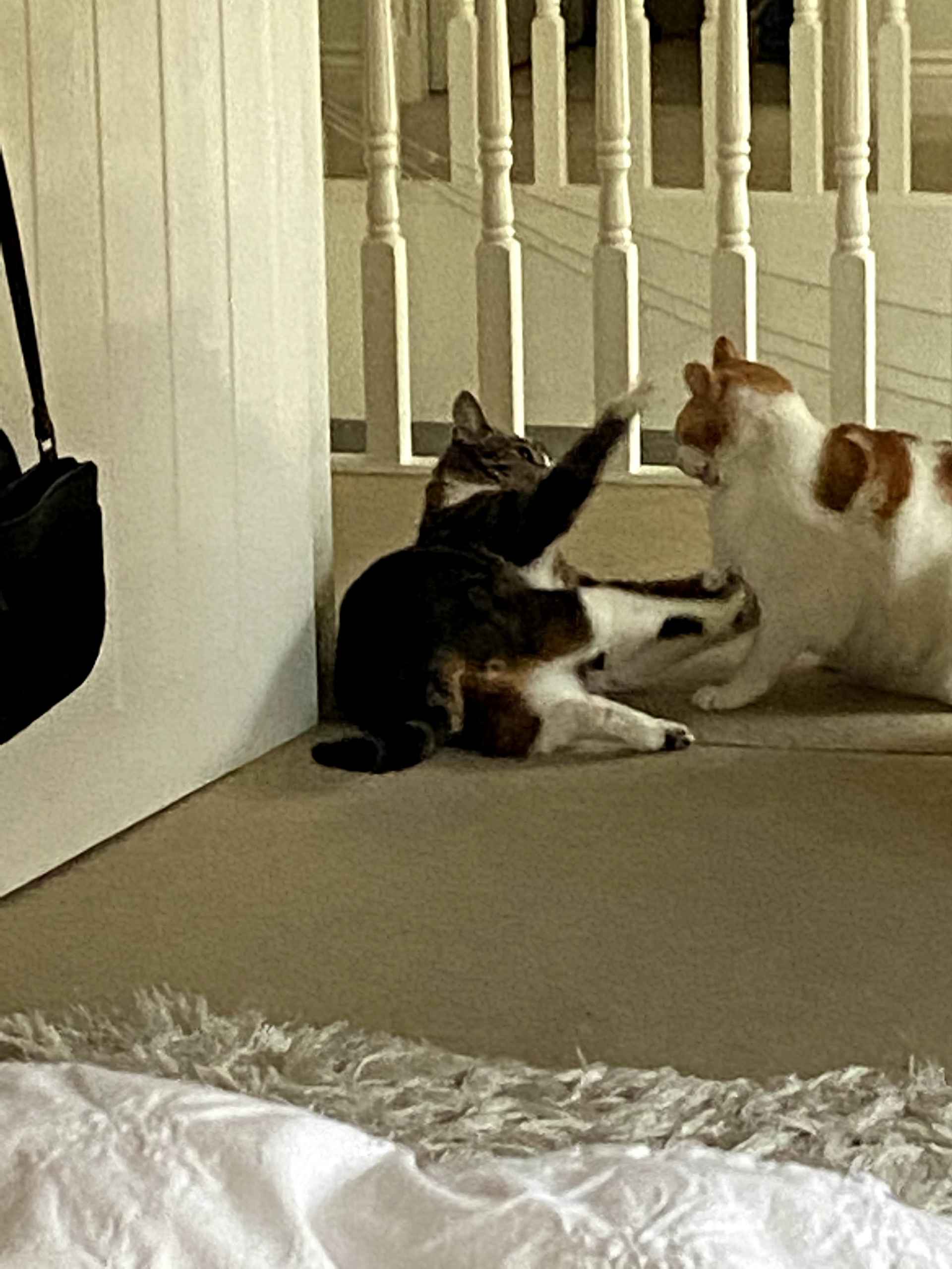Two cats facing off playfully on a bedroom floor