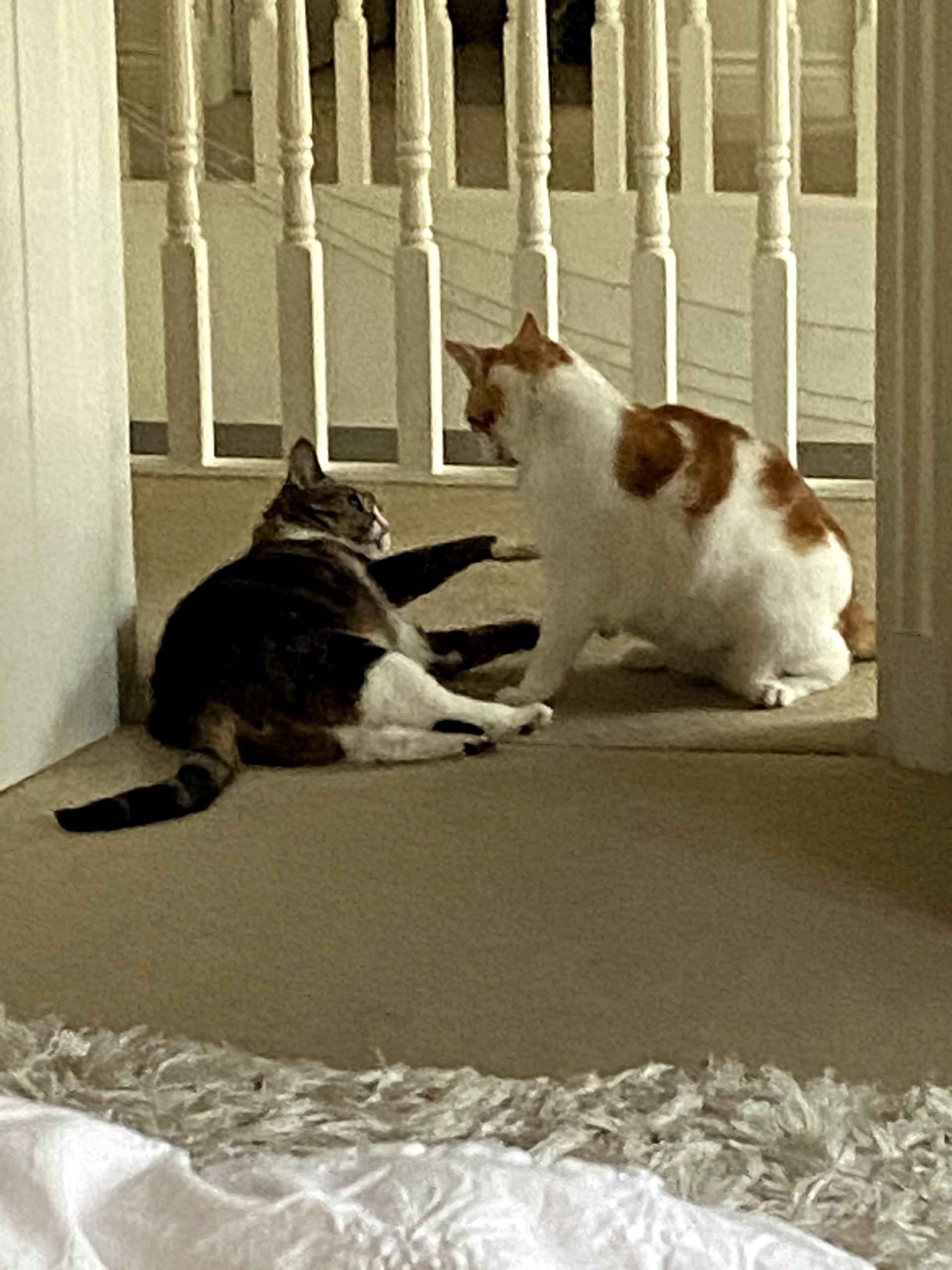 Two cats facing off playfully on a bedroom floor